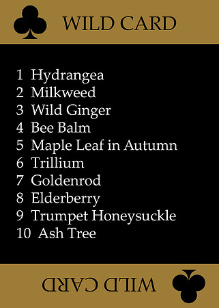 wild card club